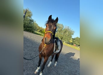 New Forest Pony, Wallach, 8 Jahre, 145 cm, Schwarzbrauner