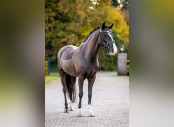 New Forest Pony, Wallach, 8 Jahre, 146 cm, Rappe