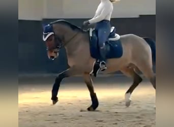 New Forest Pony, Wallach, 8 Jahre, 147 cm, Brauner