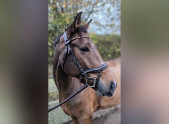New Forest Pony, Wallach, 8 Jahre, 147 cm, Brauner