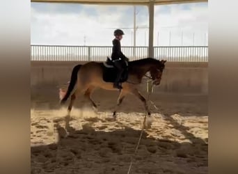 New Forest Pony, Wallach, 8 Jahre, 147 cm, Brauner