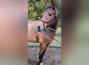 New Forest Pony, Wallach, 8 Jahre, 147 cm, Brauner