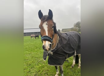 New Forest Pony, Wallach, 8 Jahre, 147 cm, Brauner