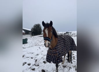 New Forest Pony, Wallach, 8 Jahre, 147 cm, Brauner