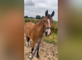 New Forest Pony, Wallach, 8 Jahre, 147 cm, Brauner