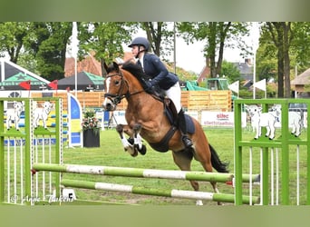 New Forest Pony, Wallach, 8 Jahre, 147 cm, Brauner