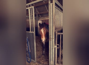 New Forest Pony, Wallach, 8 Jahre, 147 cm, Brauner