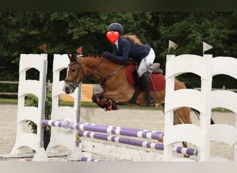 New Forest Pony, Wallach, 8 Jahre, 147 cm, Brauner