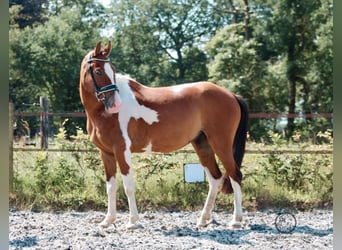 New Forest Pony, Wallach, 9 Jahre, 136 cm, Schecke