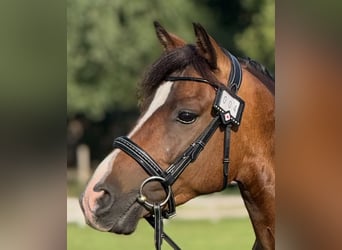 New Forest Pony, Wallach, 9 Jahre, 142 cm, Brauner