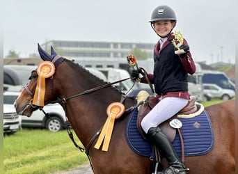 New Forest Pony, Wallach, 9 Jahre, 144 cm, Brauner