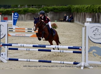 New Forest Pony, Wallach, 9 Jahre, 144 cm, Brauner