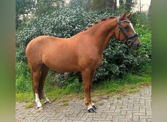 New Forest Pony, Wallach, 9 Jahre, 144 cm, Fuchs