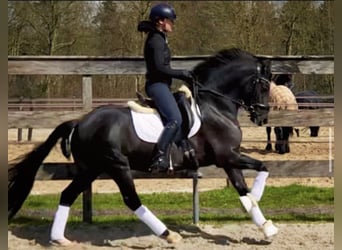 New Forest Pony, Wallach, 9 Jahre, 145 cm, Rappe