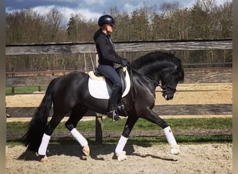 New Forest Pony, Wallach, 9 Jahre, 145 cm, Rappe