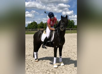 New Forest Pony, Wallach, 9 Jahre, 145 cm, Rappe