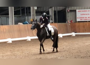 New Forest Pony, Wallach, 9 Jahre, 145 cm, Rappe