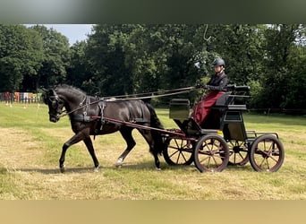 New Forest Pony, Wallach, 9 Jahre, 145 cm, Rappe