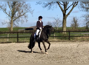 New Forest Pony, Wallach, 9 Jahre, 145 cm, Rappe