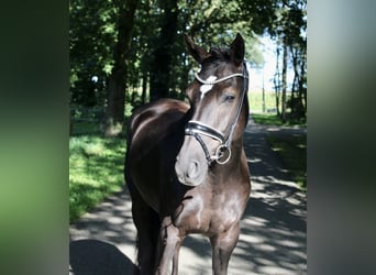 New Forest Pony, Wallach, 9 Jahre, 148 cm, Rappe