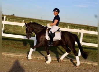 New Forest Pony, Wallach, 9 Jahre, 148 cm, Rappe