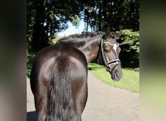 New Forest Pony, Wallach, 9 Jahre, 148 cm, Rappe