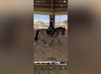 New Forest Pony, Wallach, 9 Jahre, 151 cm, Brauner