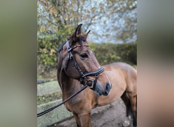 New Forest Pony, Wallach, 9 Jahre, 151 cm, Brauner