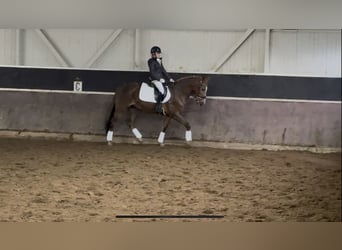 New Forest, Stallone, 10 Anni, 149 cm, Sauro scuro