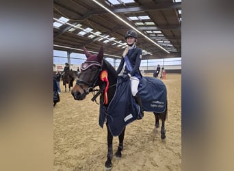 New Forest, Stallone, 12 Anni, 144 cm, Baio