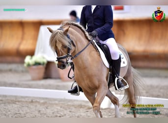 New Forest, Stallone, 15 Anni, 134 cm