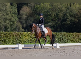 New Forest, Stallone, 16 Anni, 148 cm, Baio scuro