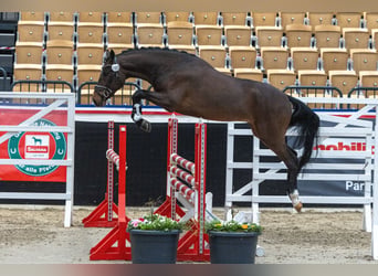 New Forest, Stallone, 4 Anni, 148 cm, Baio