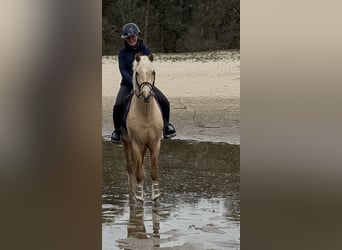New Forest, Stallone, 4 Anni, 153 cm, Palomino