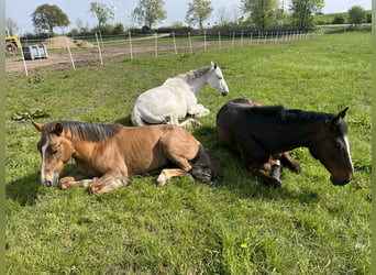 New Forest, Stallone, 6 Anni, 137 cm, Baio