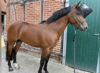 New Forest, Stallone, 6 Anni, 148 cm, Baio