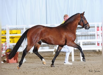 New Forest, Stallone, 6 Anni, 148 cm, Baio