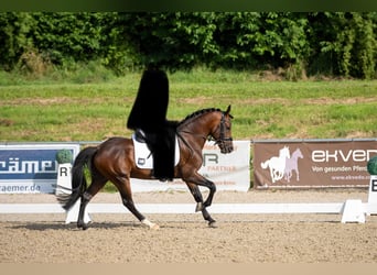 New Forest, Stallone, 8 Anni, 145 cm, Baio