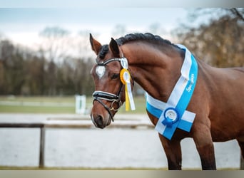 New Forest, Stallone, 8 Anni, 145 cm, Baio