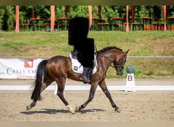 New Forest, Stallone, 8 Anni, 145 cm, Baio