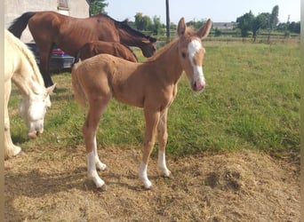 New Forest, Stallone, Puledri (01/2026), 160 cm, Palomino