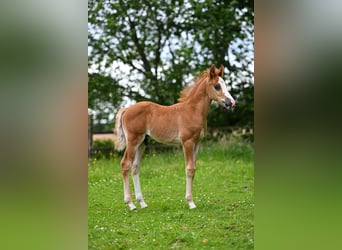 New Forest, Stallone, Puledri (05/2026)