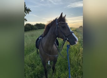 New Forest, Sto, 13 år, 135 cm, Fux
