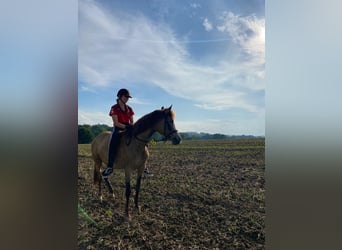 New Forest Pony, Stute, 15 Jahre, 142 cm, Falbe