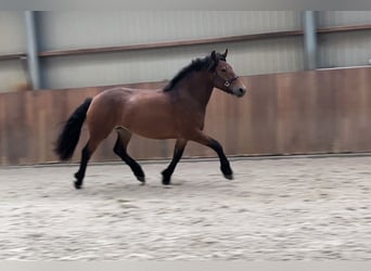 New Forest Pony, Stute, 3 Jahre, 148 cm, Brauner