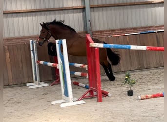 New Forest Pony, Stute, 3 Jahre, 148 cm, Brauner