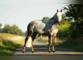 New Forest, Sto, 9 år, 146 cm, Grå