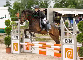 New Forest, Valack, 11 år, 151 cm, Brun