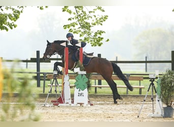 New Forest, Valack, 15 år, 147 cm, Mörkbrun