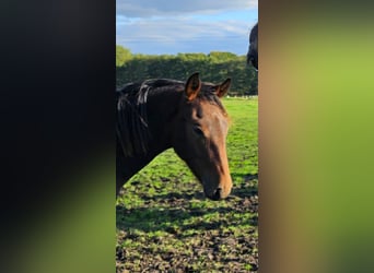 New Forest Pony, Wallach, 1 Jahr, Dunkelbrauner